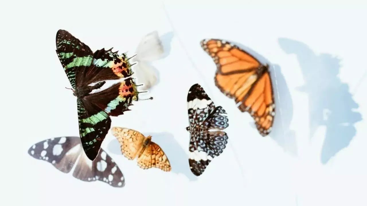 Several different colorful butterflies